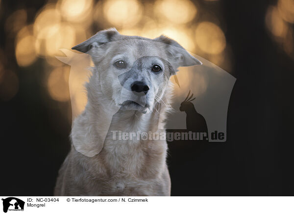 Mischling / Mongrel / NC-03404