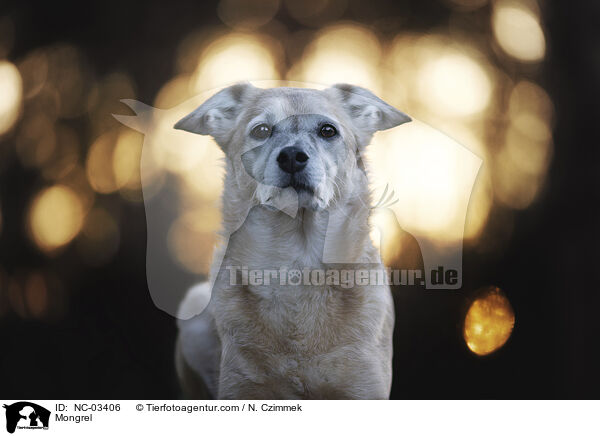 Mischling / Mongrel / NC-03406