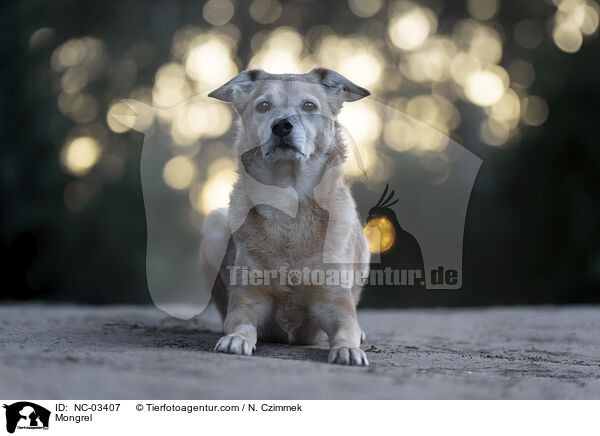 Mischling / Mongrel / NC-03407