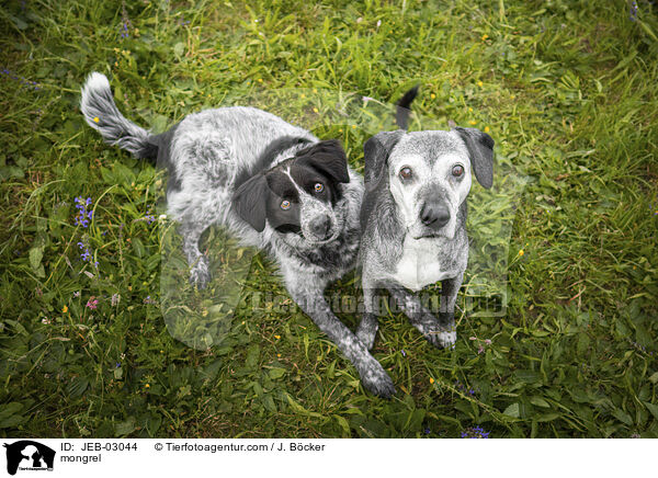 Mischling / mongrel / JEB-03044