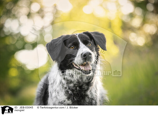 Mischling / mongrel / JEB-03045