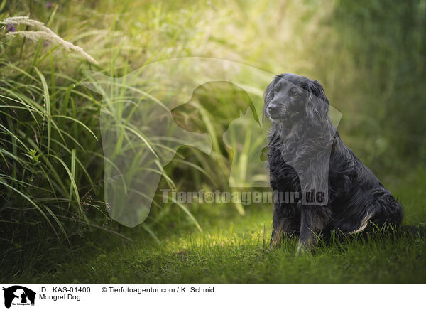 Mischling / Mongrel Dog / KAS-01400