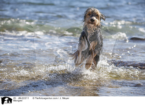 Mischling / Mongrel / JM-22211