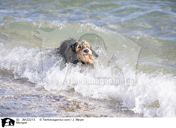 Mischling / Mongrel / JM-22213