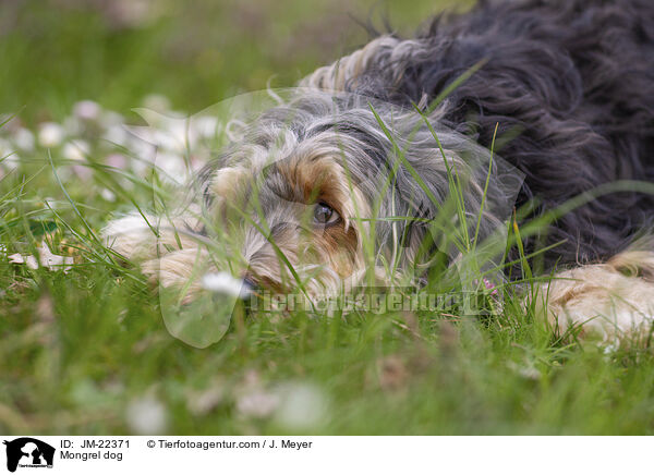 Mischling / Mongrel dog / JM-22371