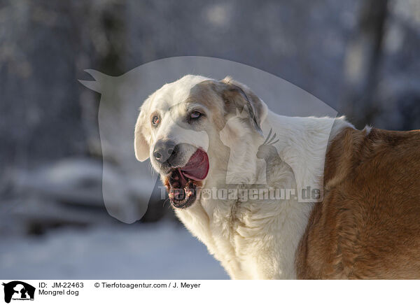 Mongrel dog / JM-22463