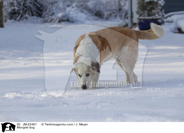 Mischling / Mongrel dog / JM-22481