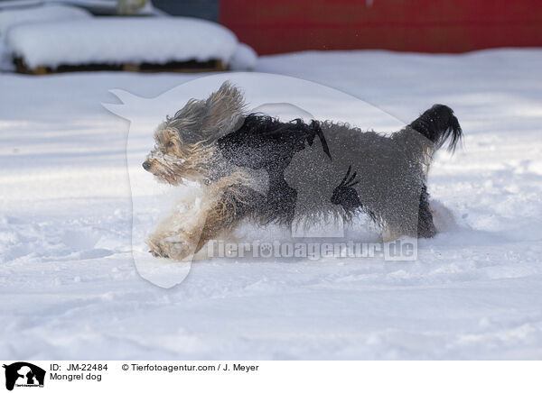Mischling / Mongrel dog / JM-22484
