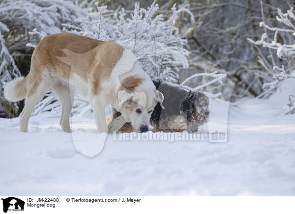 Mischling / Mongrel dog / JM-22488