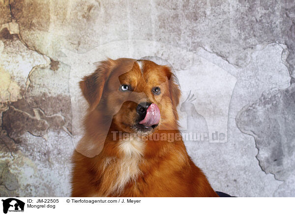 Mongrel dog / JM-22505