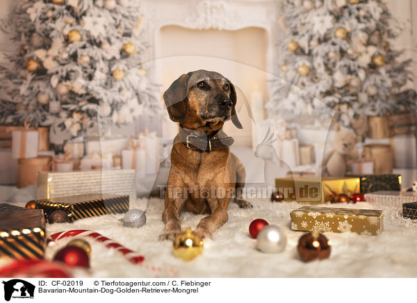 Bayerischer-Gebirgsschweihund-Golden-Retriver-Mischling / Bavarian-Mountain-Dog-Golden-Retriever-Mongrel / CF-02019