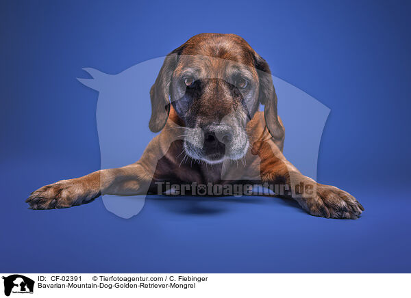 Bayerischer-Gebirgsschweihund-Golden-Retriver-Mischling / Bavarian-Mountain-Dog-Golden-Retriever-Mongrel / CF-02391
