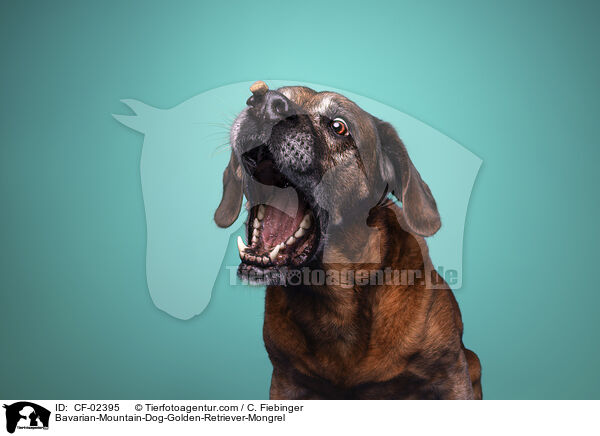 Bayerischer-Gebirgsschweihund-Golden-Retriver-Mischling / Bavarian-Mountain-Dog-Golden-Retriever-Mongrel / CF-02395