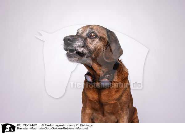 Bavarian-Mountain-Dog-Golden-Retriever-Mongrel / CF-02402