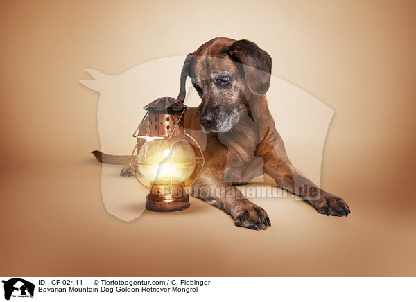 Bayerischer-Gebirgsschweihund-Golden-Retriver-Mischling / Bavarian-Mountain-Dog-Golden-Retriever-Mongrel / CF-02411