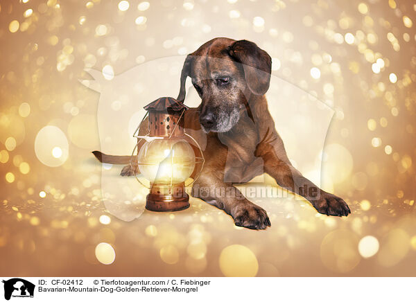 Bayerischer-Gebirgsschweihund-Golden-Retriver-Mischling / Bavarian-Mountain-Dog-Golden-Retriever-Mongrel / CF-02412