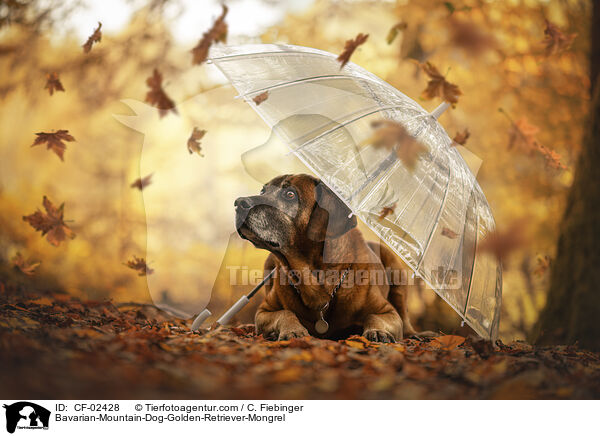 Bayerischer-Gebirgsschweihund-Golden-Retriver-Mischling / Bavarian-Mountain-Dog-Golden-Retriever-Mongrel / CF-02428
