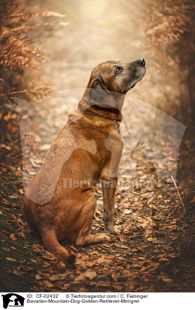 Bayerischer-Gebirgsschweihund-Golden-Retriver-Mischling / Bavarian-Mountain-Dog-Golden-Retriever-Mongrel / CF-02432