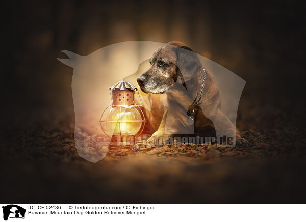 Bayerischer-Gebirgsschweihund-Golden-Retriver-Mischling / Bavarian-Mountain-Dog-Golden-Retriever-Mongrel / CF-02436