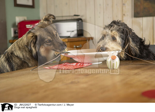 Hunde fressen Spaghetti / Dogs eat spaghetti / JM-22827