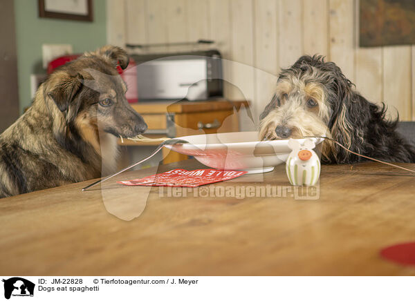 Hunde fressen Spaghetti / Dogs eat spaghetti / JM-22828