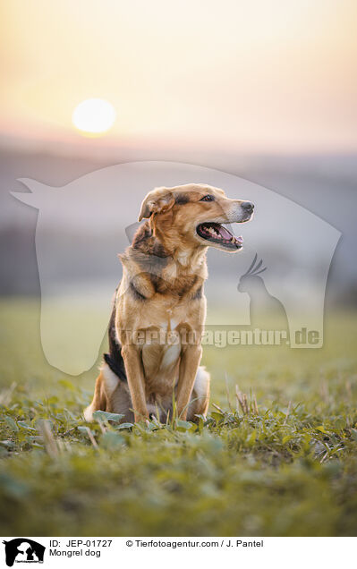 Mischling / Mongrel dog / JEP-01727