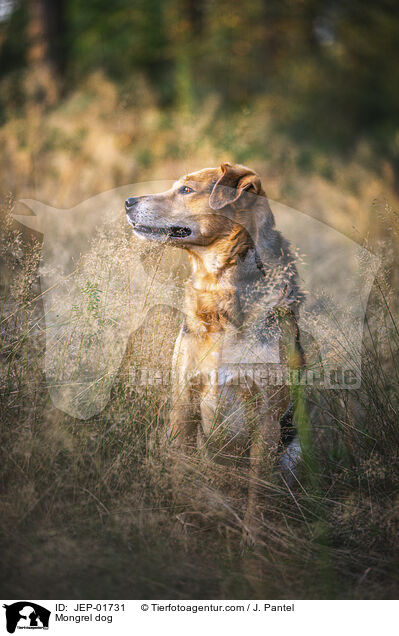 Mischling / Mongrel dog / JEP-01731