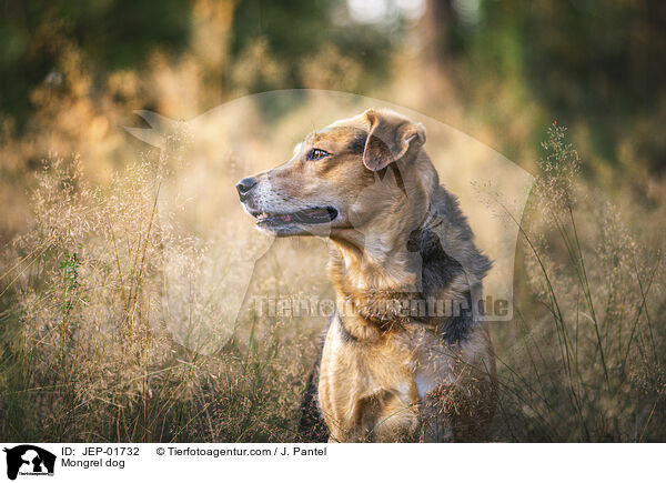 Mischling / Mongrel dog / JEP-01732