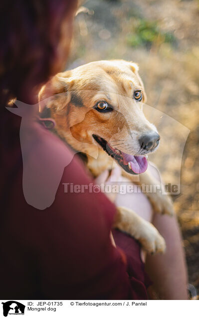 Mischling / Mongrel dog / JEP-01735