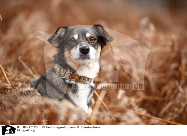 Mischling / Mongrel dog / KB-17128