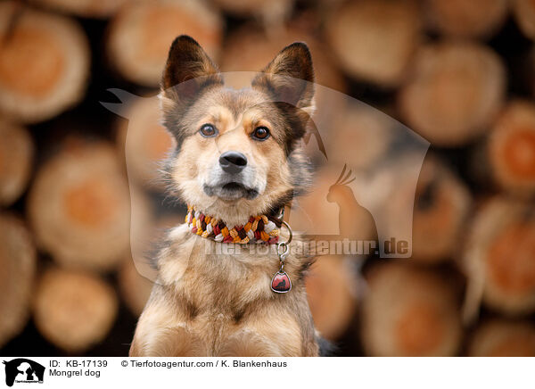 Mischling / Mongrel dog / KB-17139