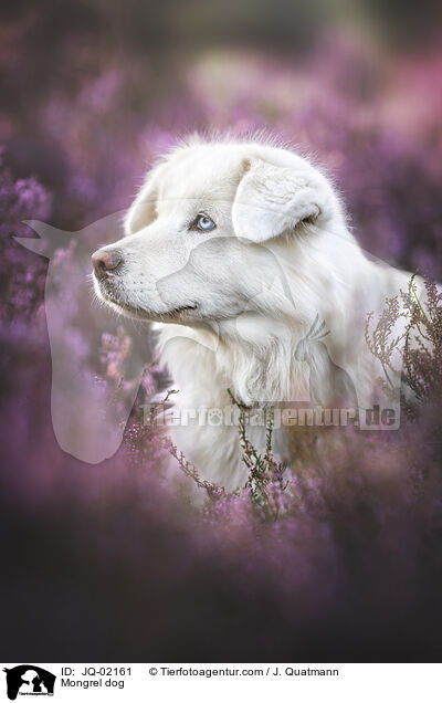 Mischling / Mongrel dog / JQ-02161