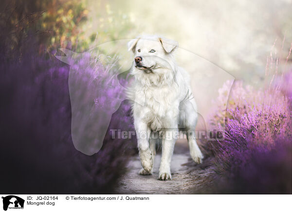 Mischling / Mongrel dog / JQ-02164