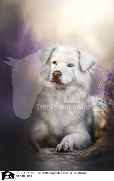 Mischling / Mongrel dog / JQ-02165