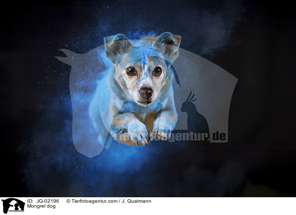 Mischling / Mongrel dog / JQ-02196
