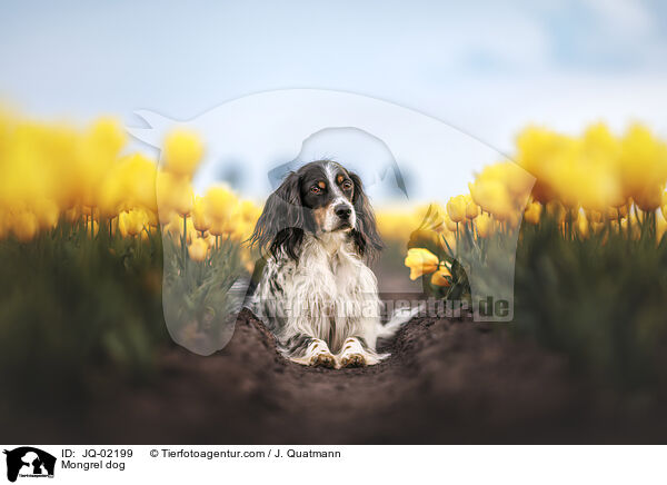 Mischling / Mongrel dog / JQ-02199