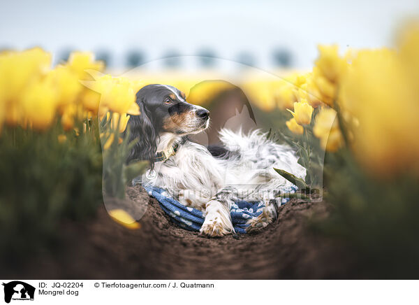 Mischling / Mongrel dog / JQ-02204