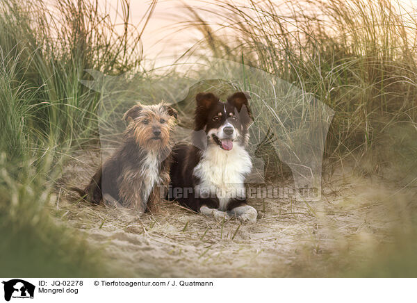 Mischling / Mongrel dog / JQ-02278