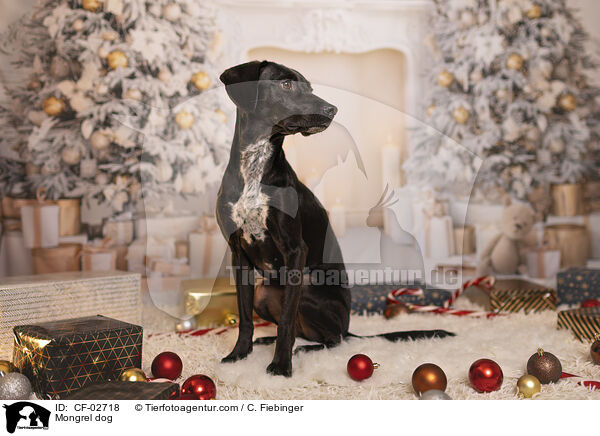 Mongrel dog / CF-02718