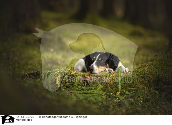 Mischling / Mongrel dog / CF-02730
