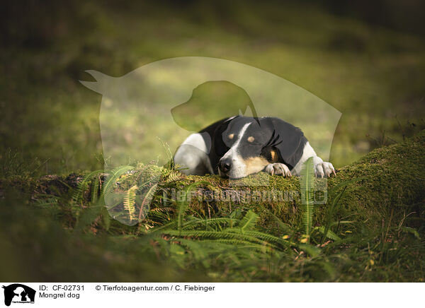 Mischling / Mongrel dog / CF-02731