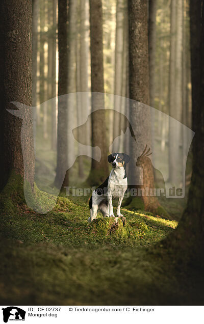 Mischling / Mongrel dog / CF-02737