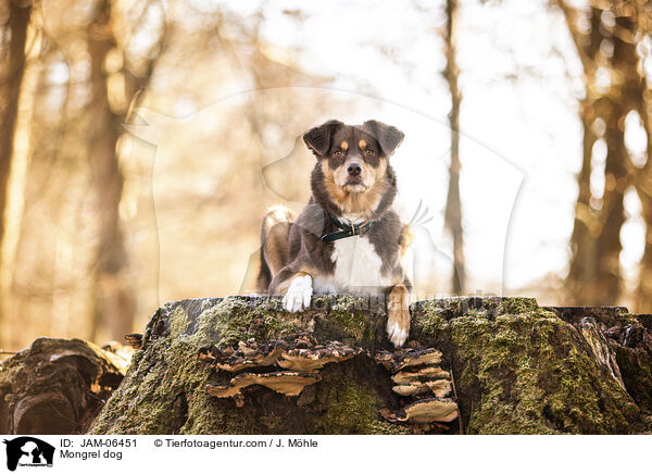 Mischling / Mongrel dog / JAM-06451