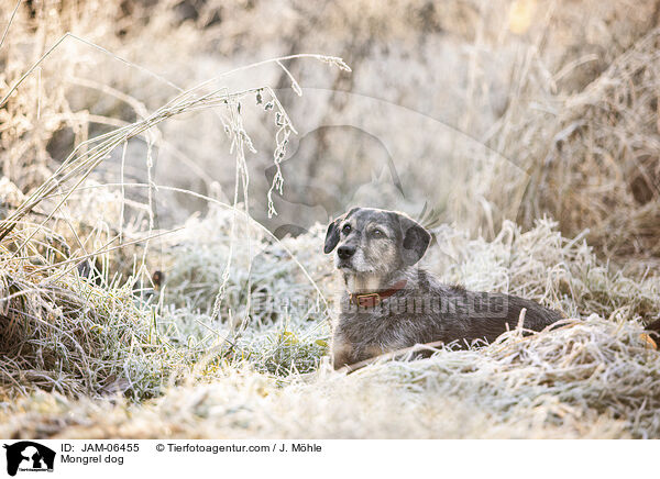 Mischling / Mongrel dog / JAM-06455