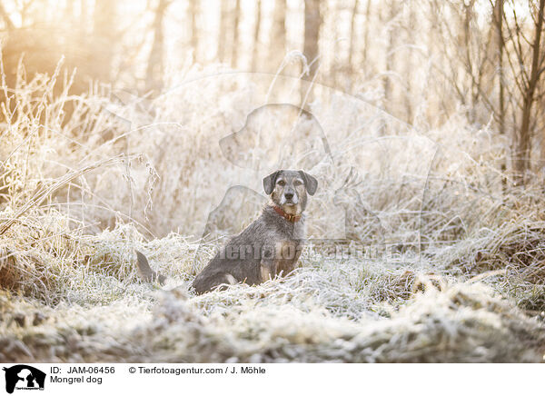 Mischling / Mongrel dog / JAM-06456