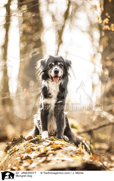Mischling / Mongrel dog / JAM-06477
