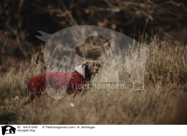 Mischling / mongrel dog / AA-01646