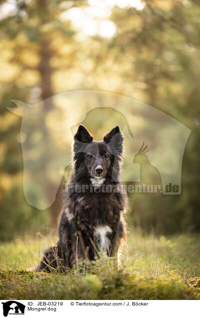 Mischling / Mongrel dog / JEB-03219