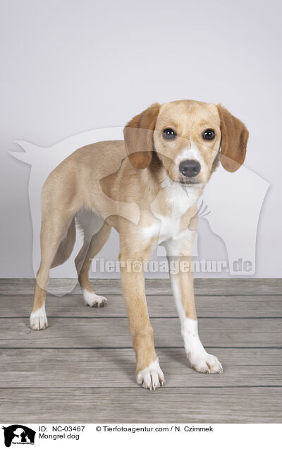 Mischling / Mongrel dog / NC-03467