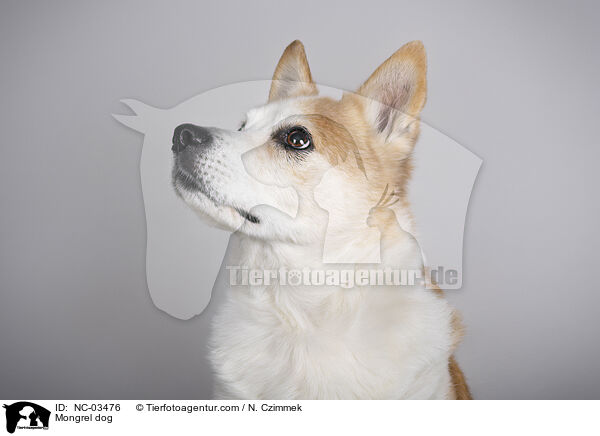 Mischling / Mongrel dog / NC-03476